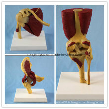 Elbow Hip Shoulder Joint with Functional Muscles Anatomical Model